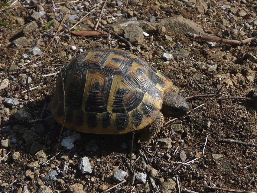 Salamandrine di Maremma